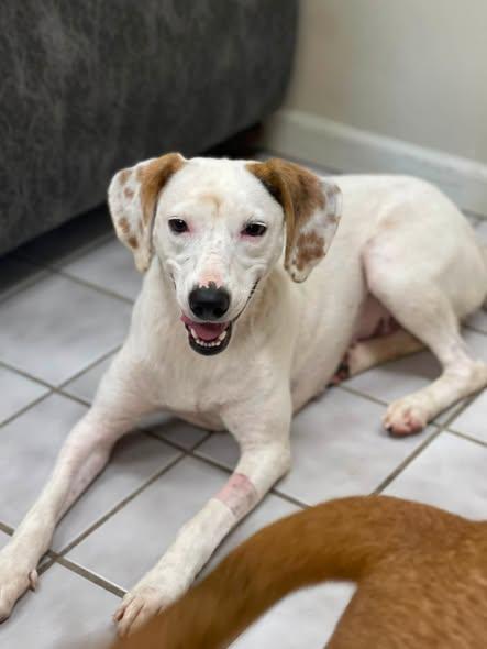 Lady, an adopted mixed breed in North Kansas City, MO image 3/3