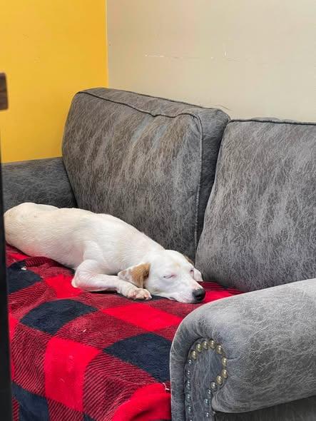 Lady, an adopted mixed breed in North Kansas City, MO image 1/3