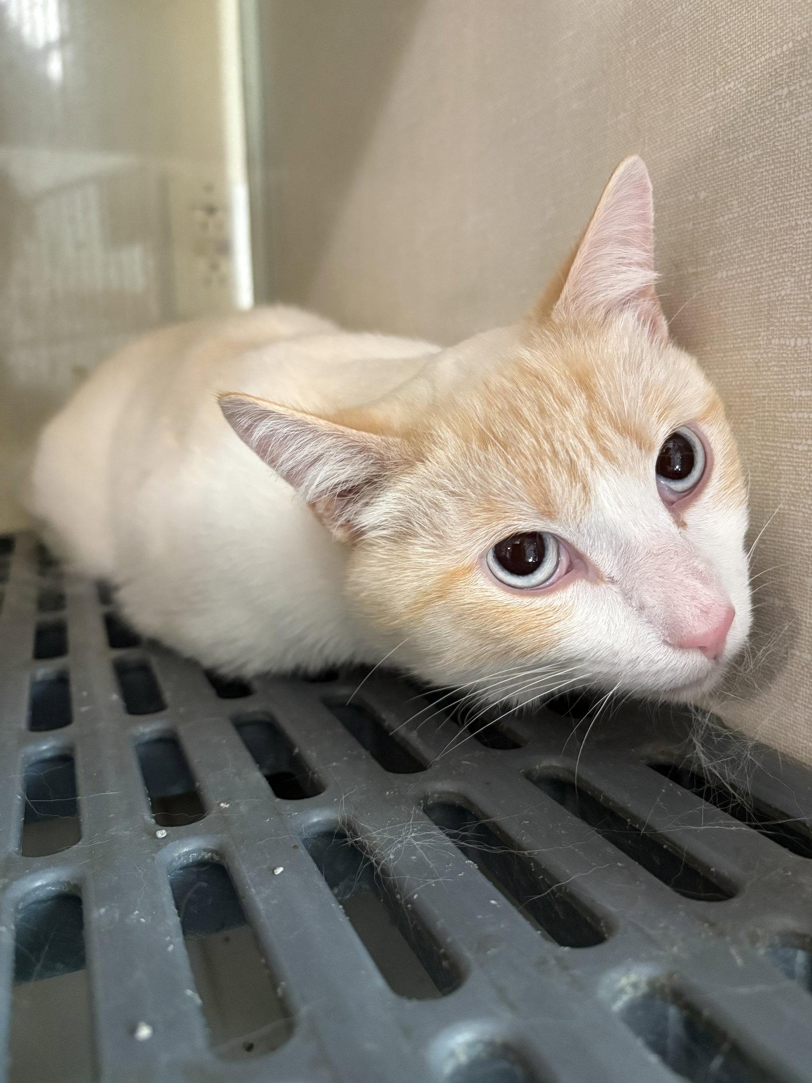 Flame, Adopted, Adult Male Siamese & Domestic Short Hair.