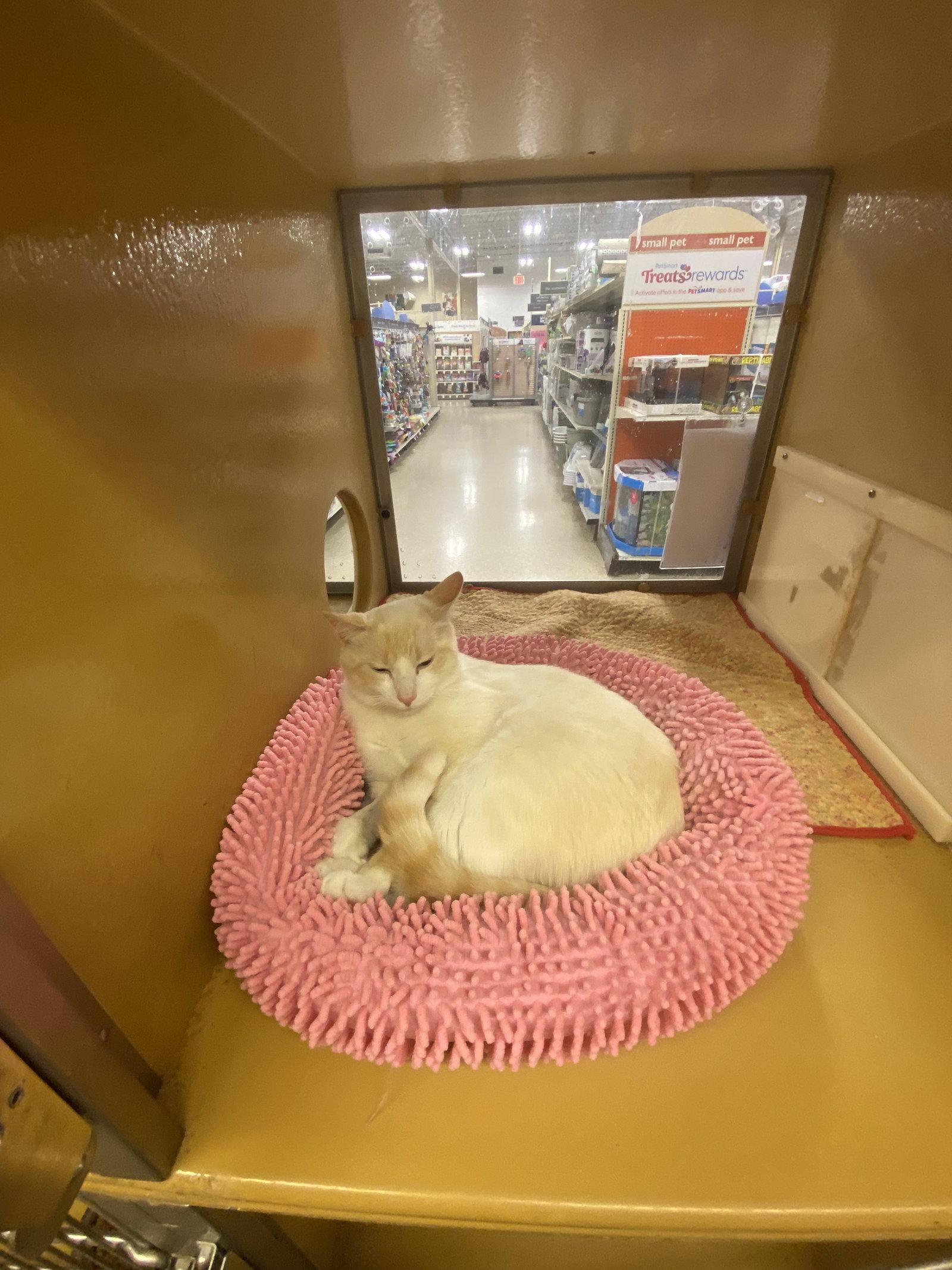 Enlarge Flame, a Adopted mixed breed in Yardley, PA image 2/3