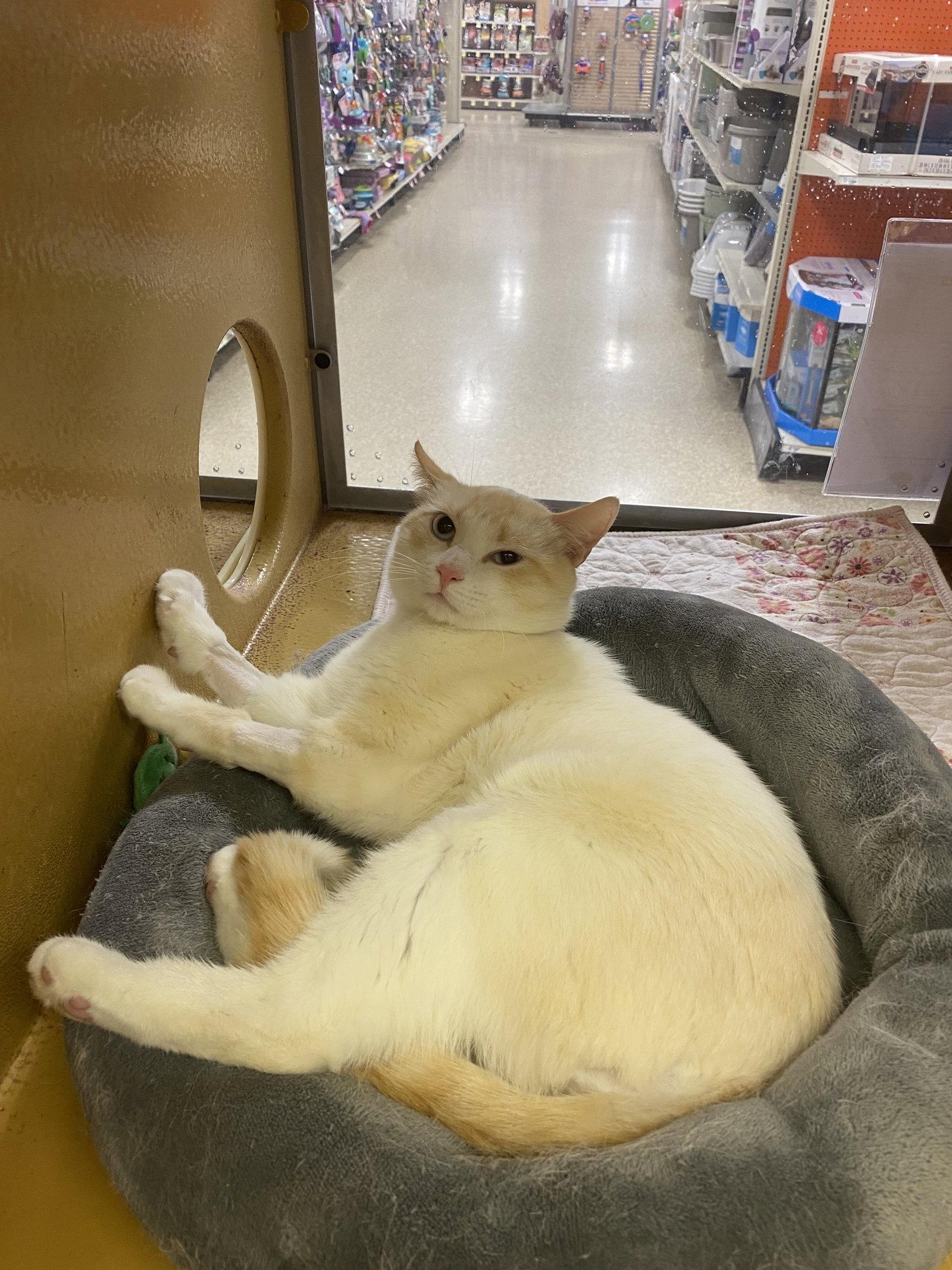 Enlarge Flame, a Adopted mixed breed in Yardley, PA image 3/3
