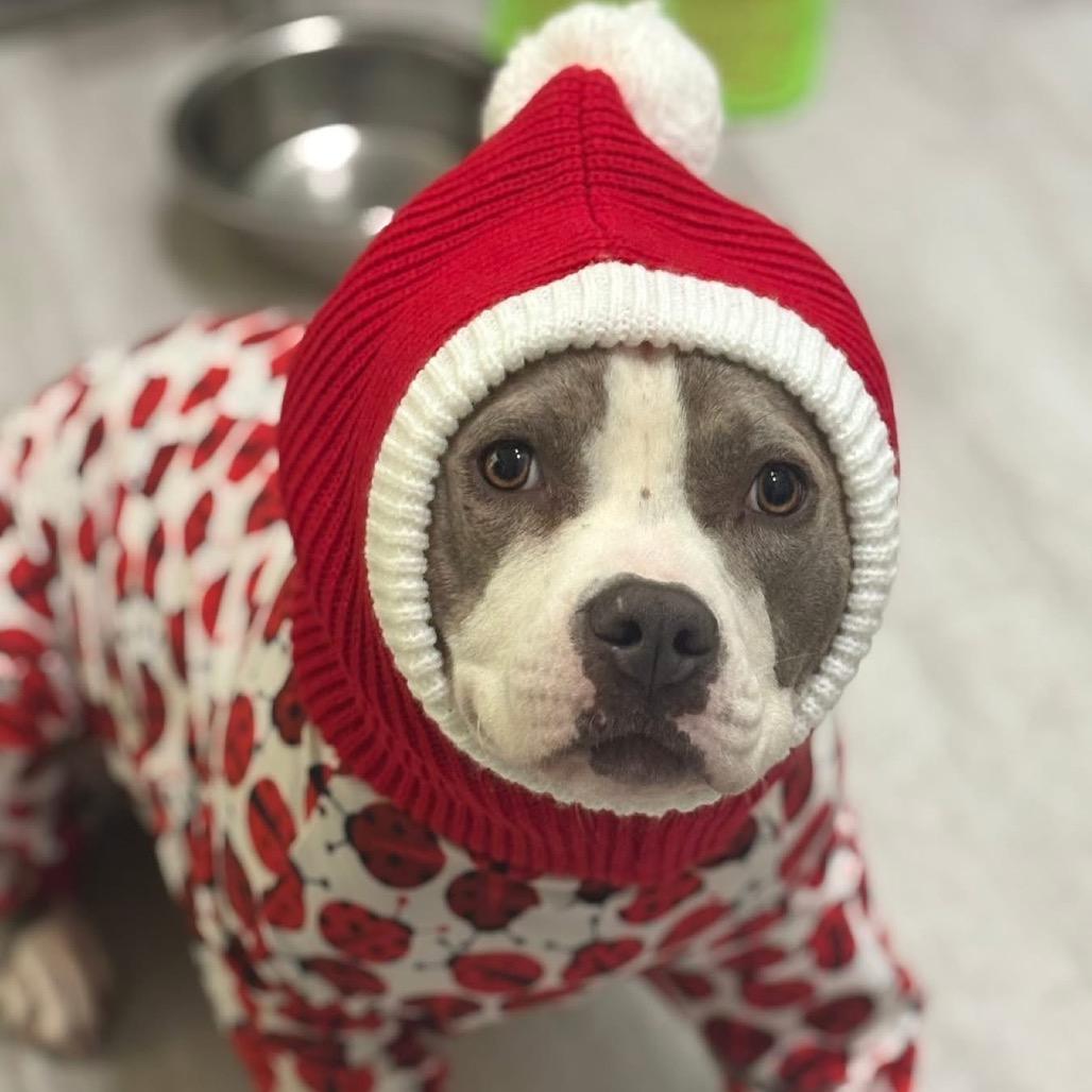 Tinsel, a Adoptable mixed breed in Metamora, MI image 1/6