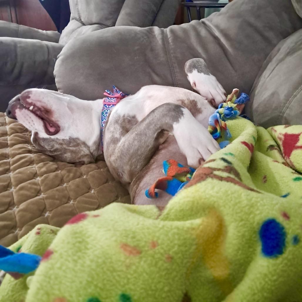 Tinsel, a Adoptable mixed breed in Metamora, MI image 2/6