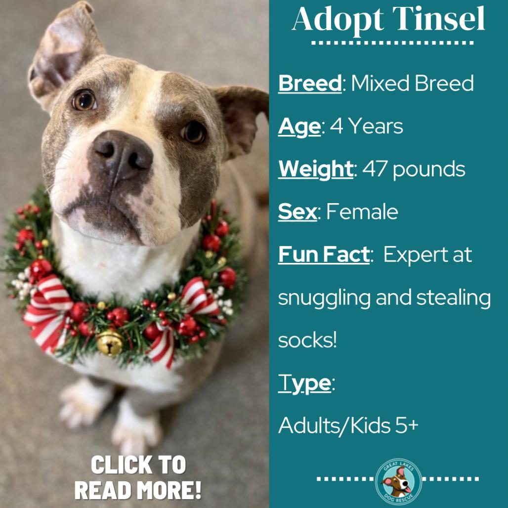 Tinsel, a Adoptable mixed breed in Metamora, MI image 3/6
