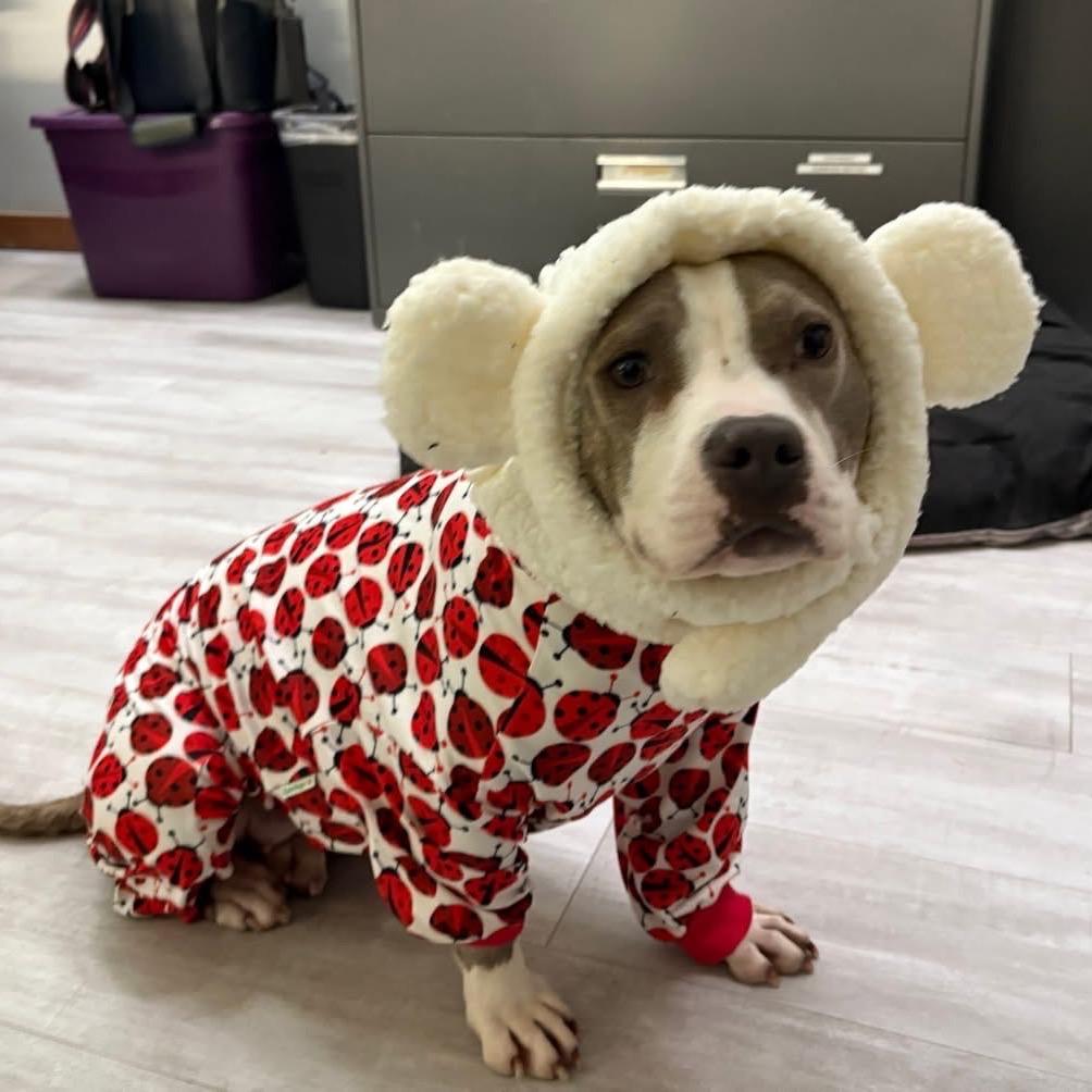 Tinsel, a Adoptable mixed breed in Metamora, MI image 4/6