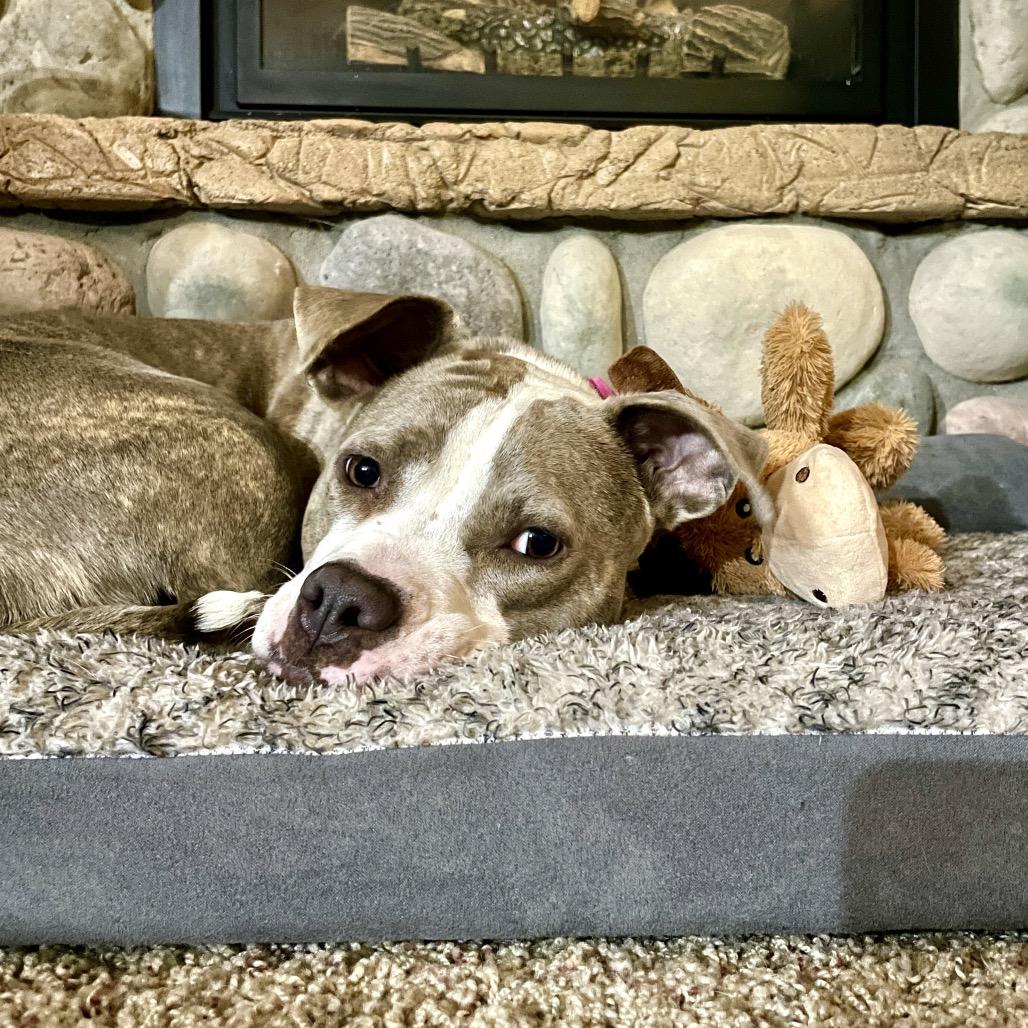 Tinsel, a Adoptable mixed breed in Metamora, MI image 5/6