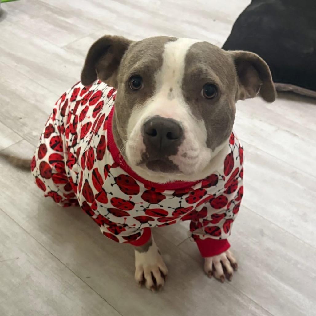 Tinsel, a Adoptable mixed breed in Metamora, MI image 6/6