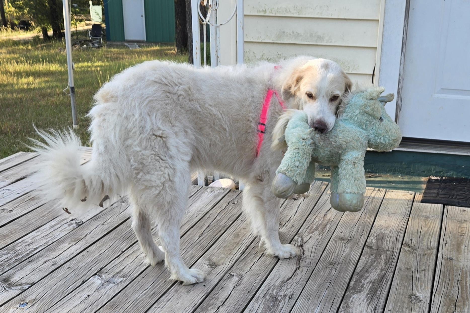 Abbie (Courtesty Post), Adoptable, Adult Female Great Pyrenees.