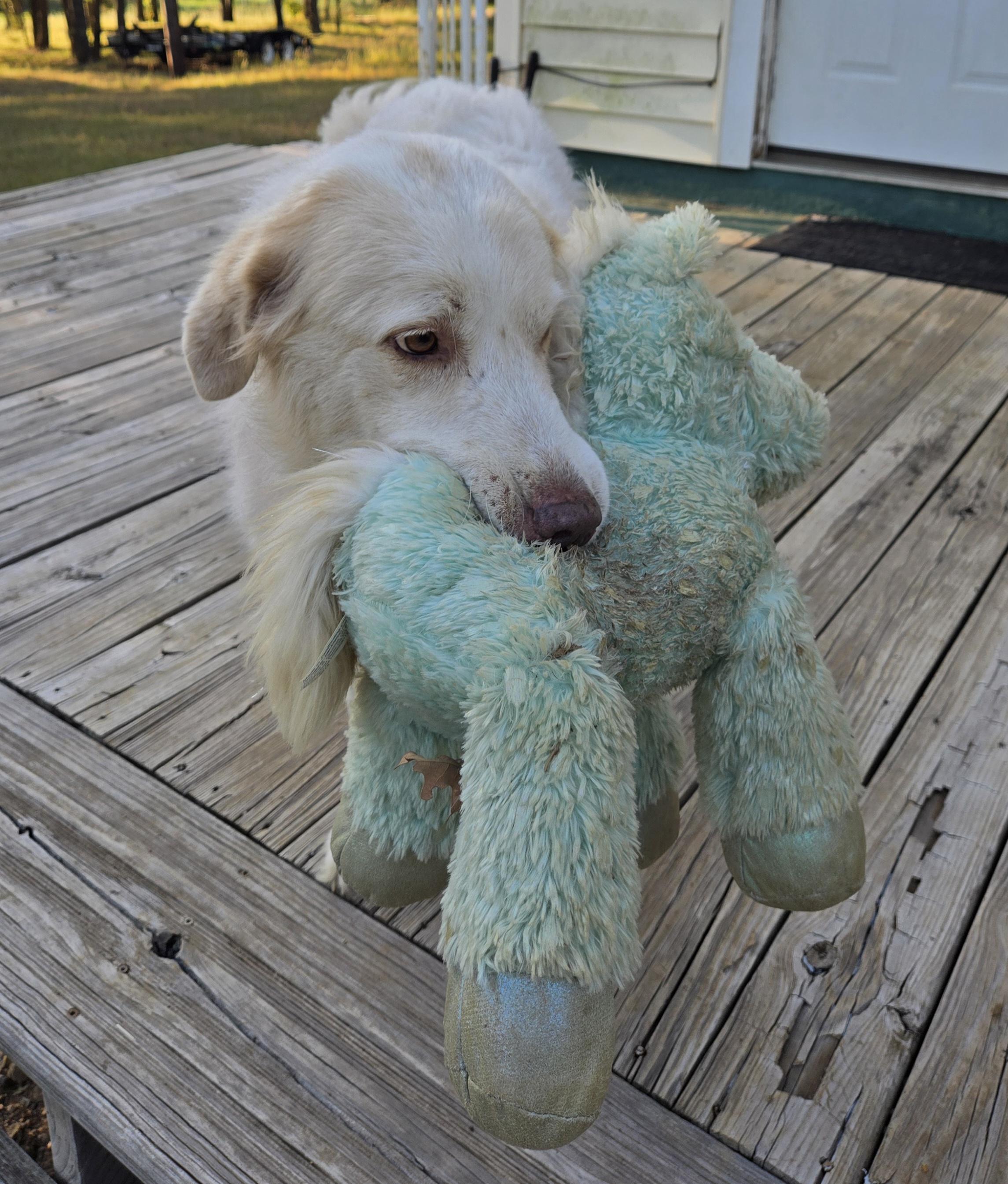 Abbie (Courtesty Post), a Adoptable Great Pyrenees in Bowie, TX image 2/2