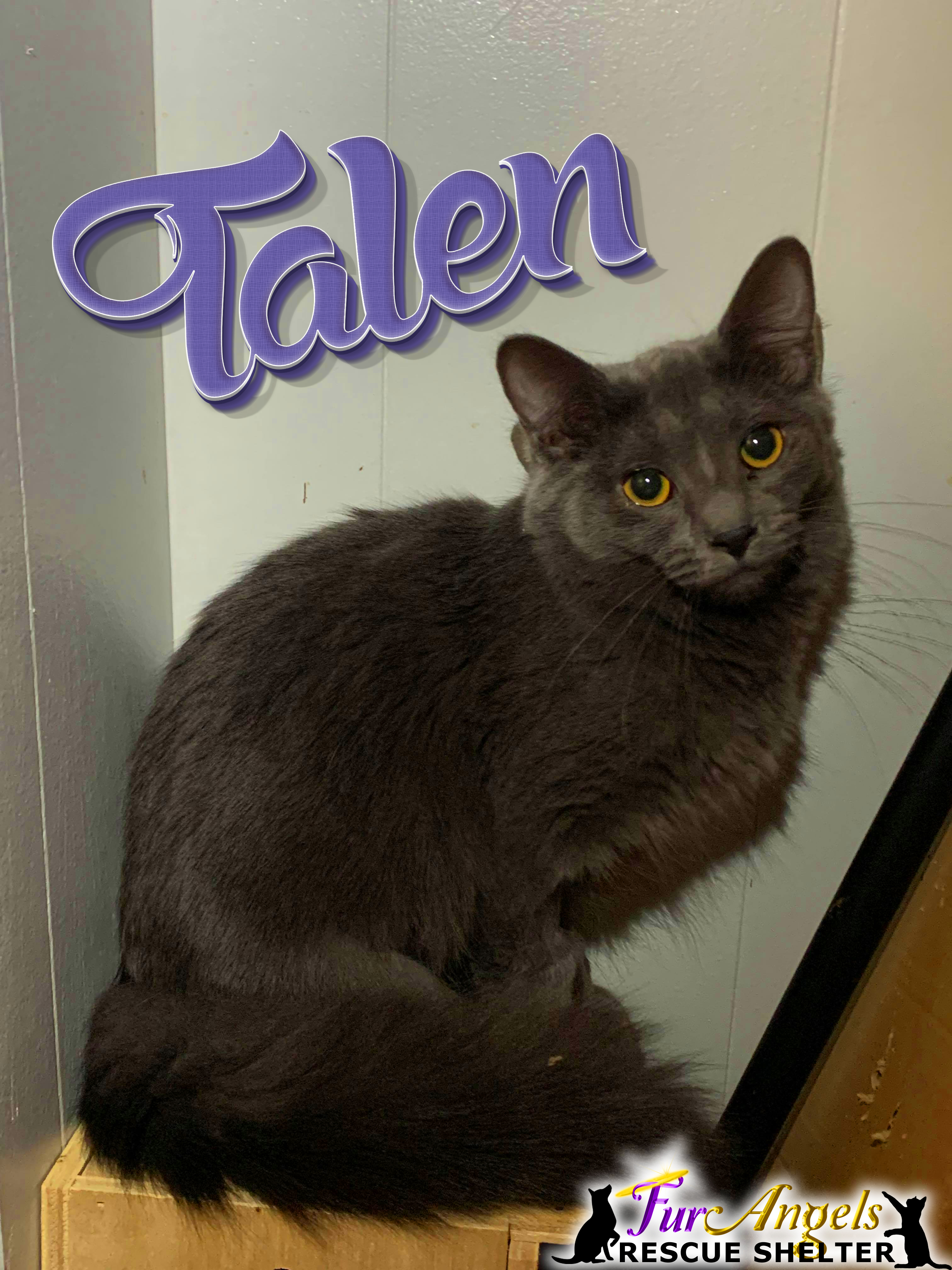 Talen, Adoptable, Kitten Female Domestic Medium Hair.