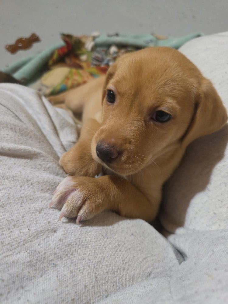 Peach, Adoptable, Puppy Female Mixed Breed.