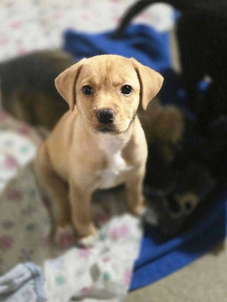 Enlarge Peach, a Adoptable mixed breed in Dorr, MI image 2/5