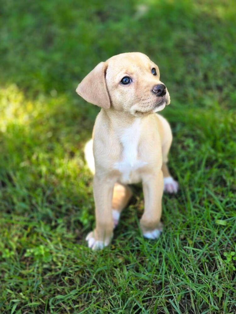 Enlarge Peach, a Adoptable mixed breed in Dorr, MI image 3/5