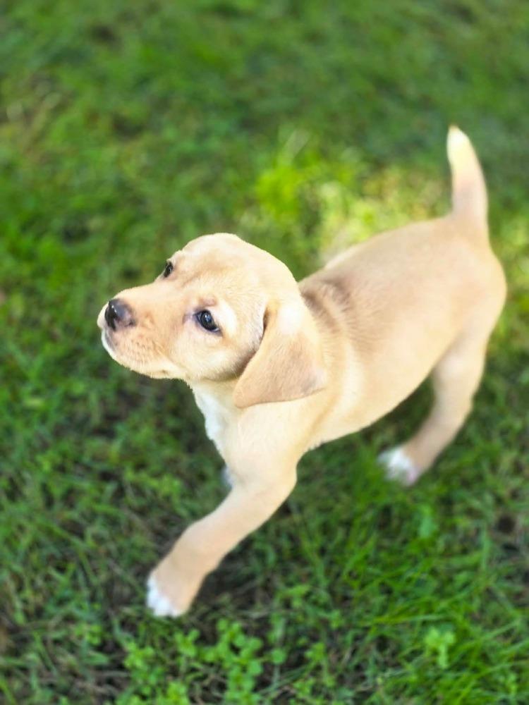 Enlarge Peach, a Adoptable mixed breed in Dorr, MI image 4/5