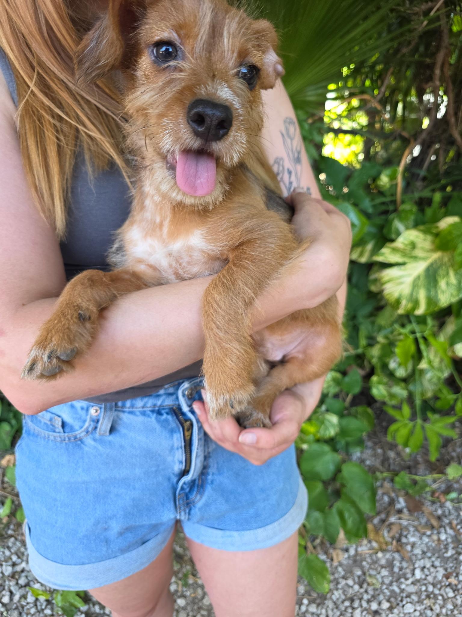 Howie, an adopted Wirehaired Dachshund in Miami, FL image 2/2