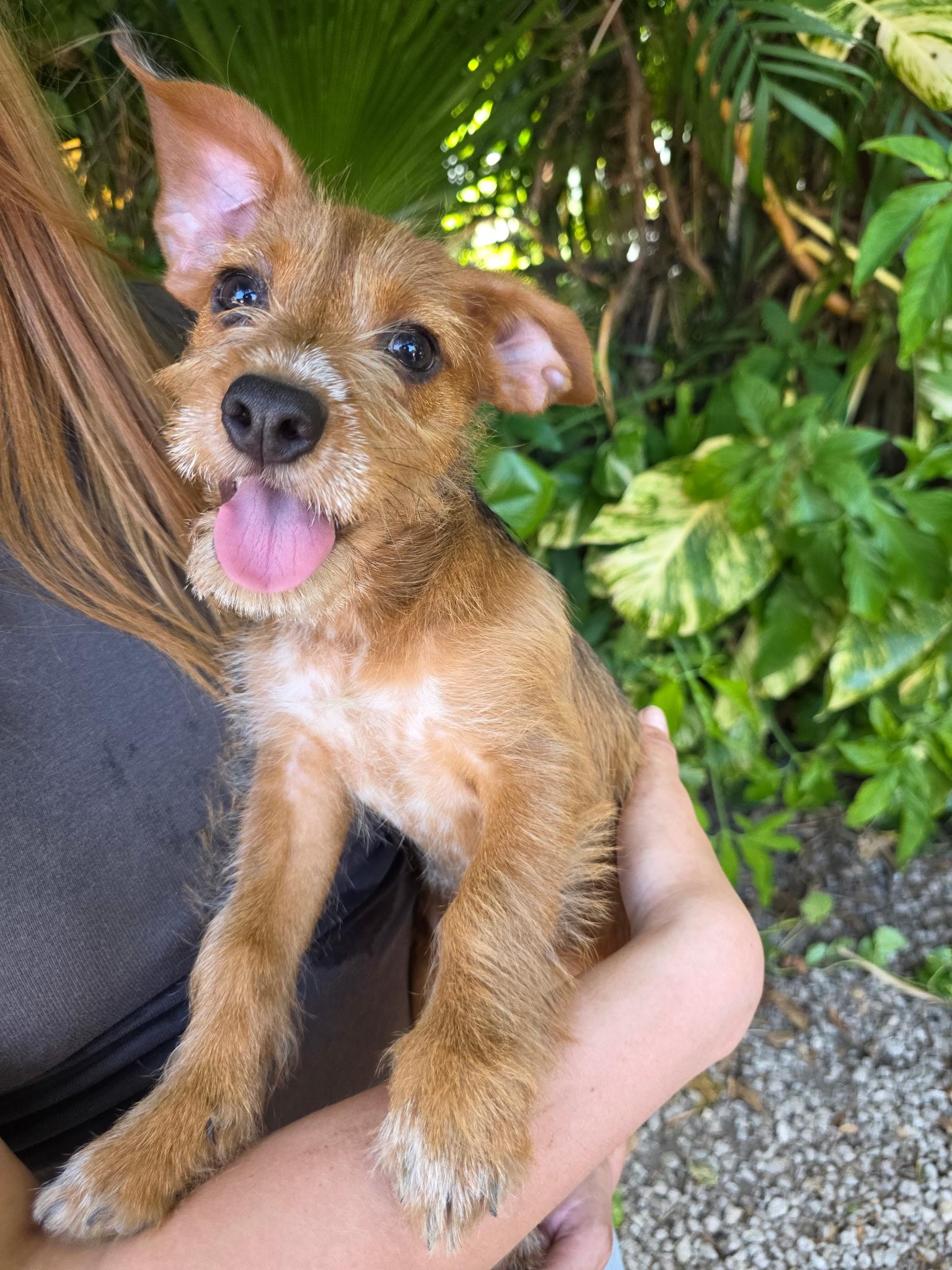 Howie, an adopted Wirehaired Dachshund in Miami, FL image 1/2