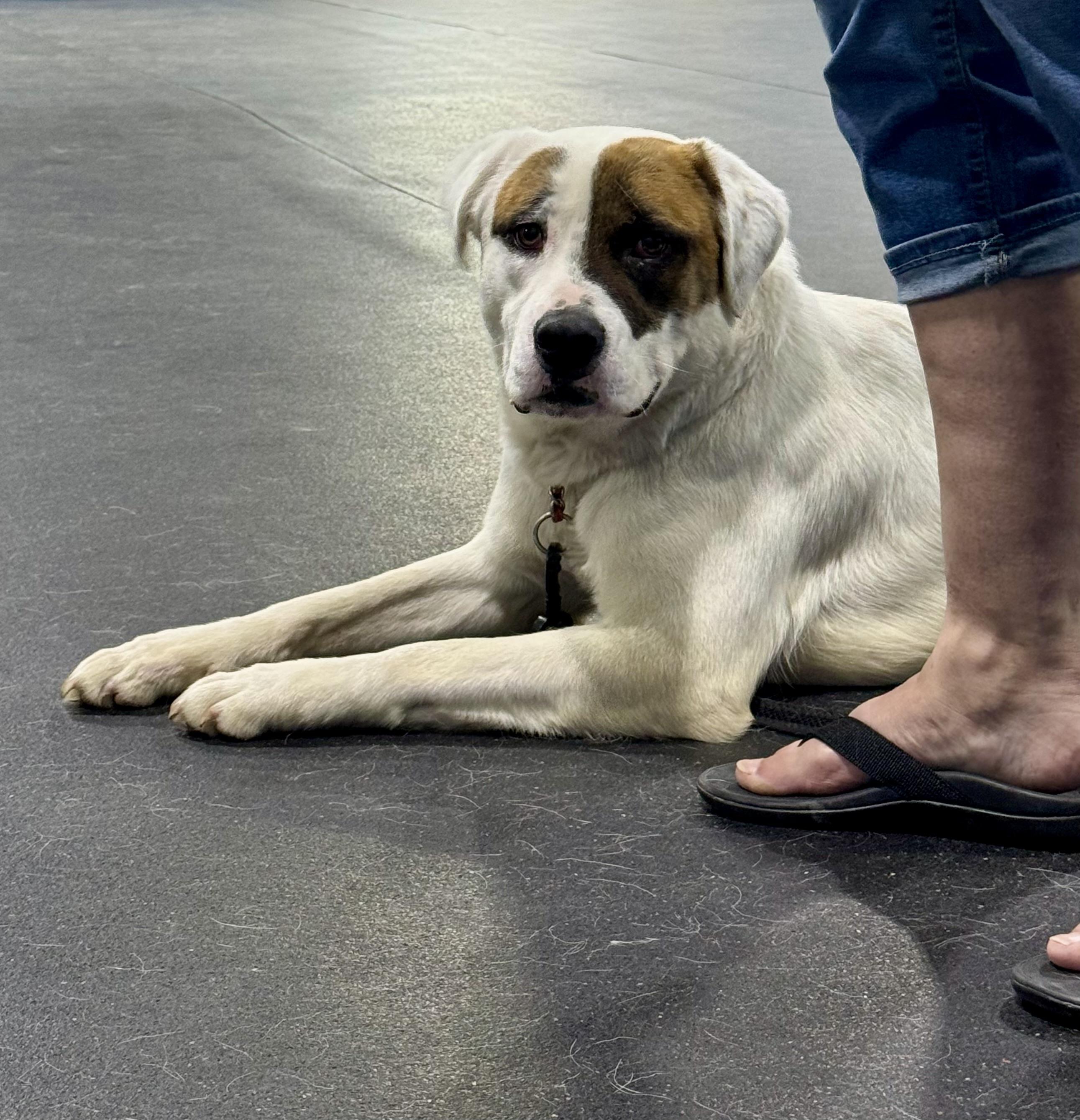 Enlarge Joe, a ADOPTABLE mixed breed in Fulton, NY image 4/6