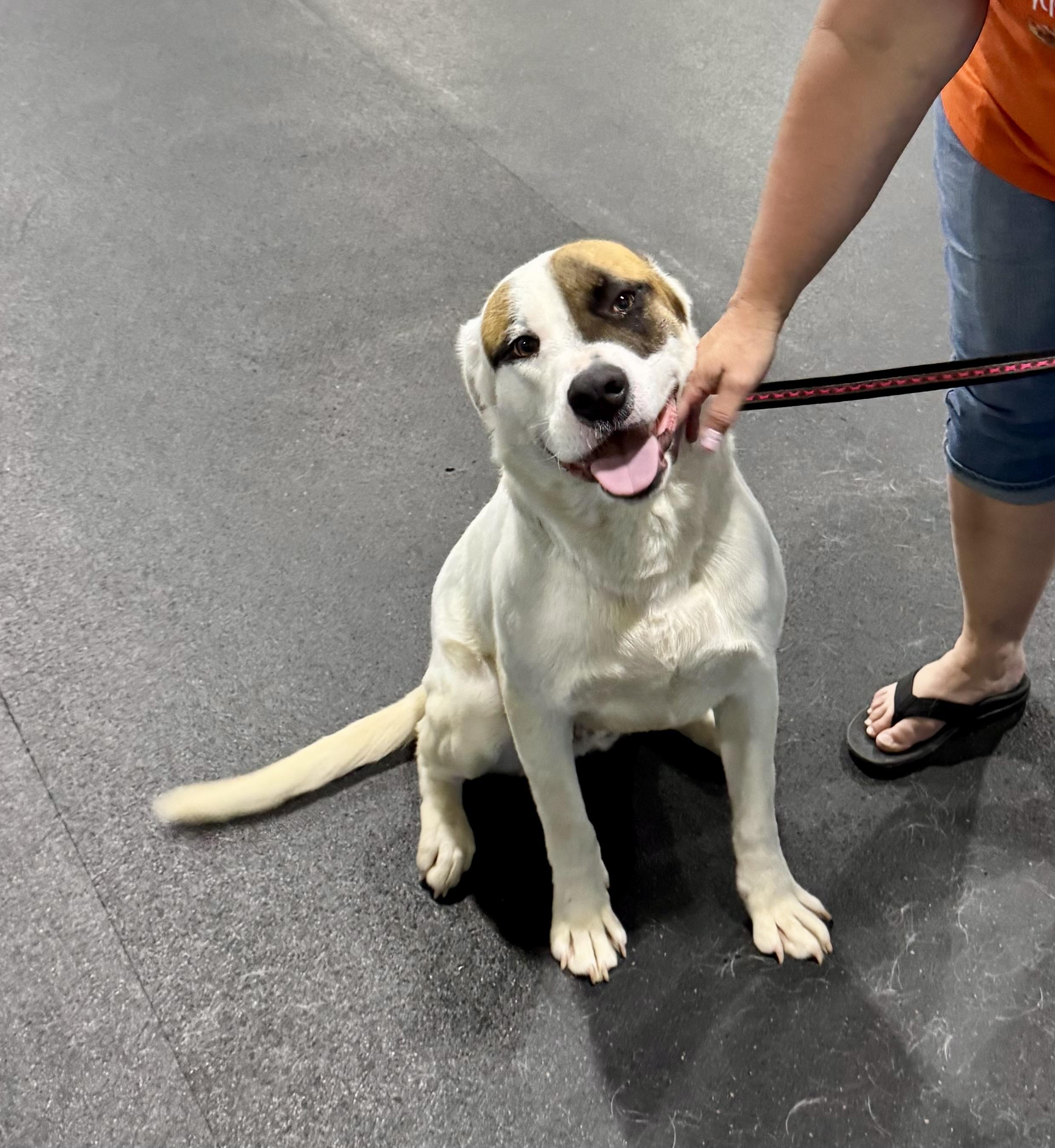 Enlarge Joe, a ADOPTABLE mixed breed in Fulton, NY image 6/6