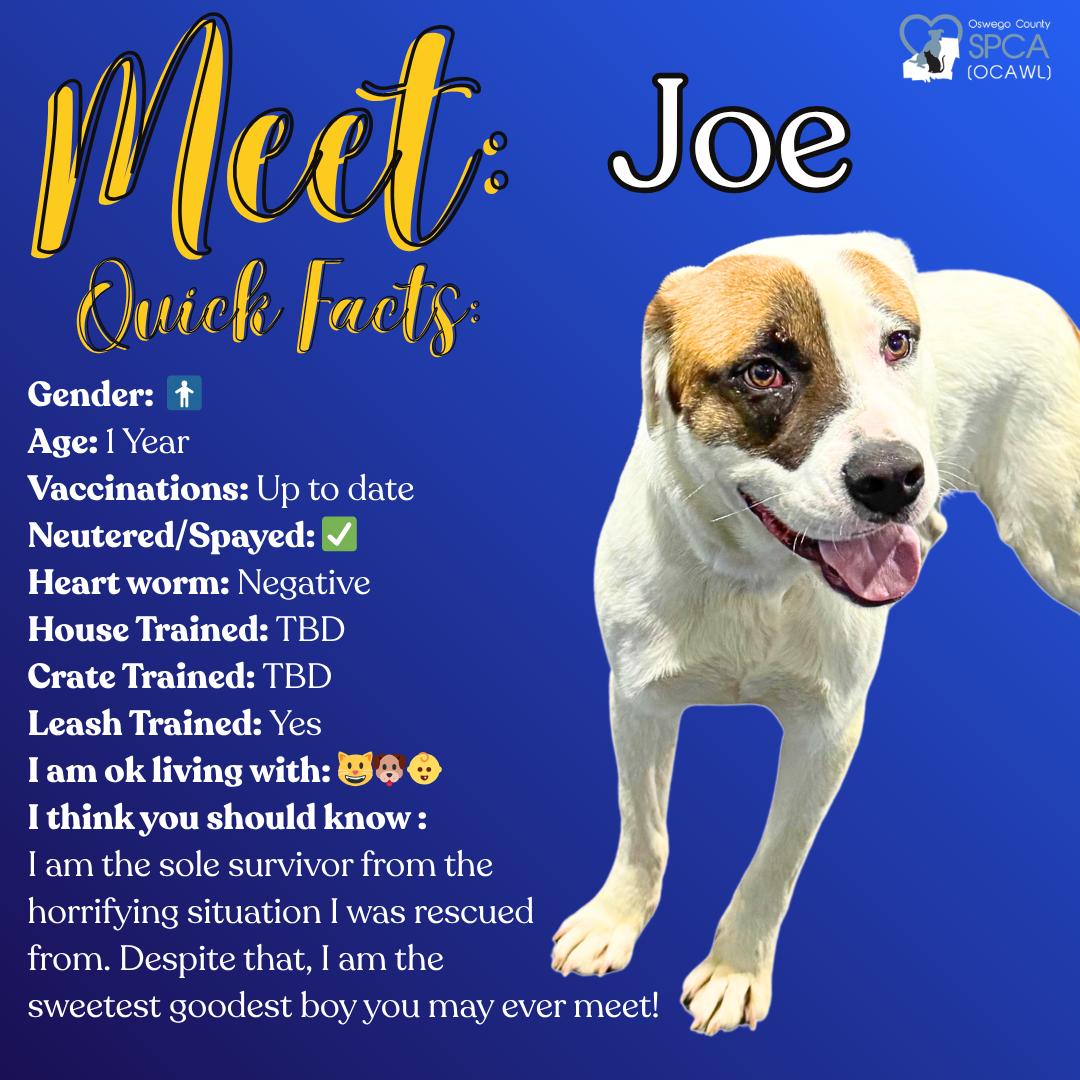 Enlarge Joe, a ADOPTABLE mixed breed in Fulton, NY image 1/6