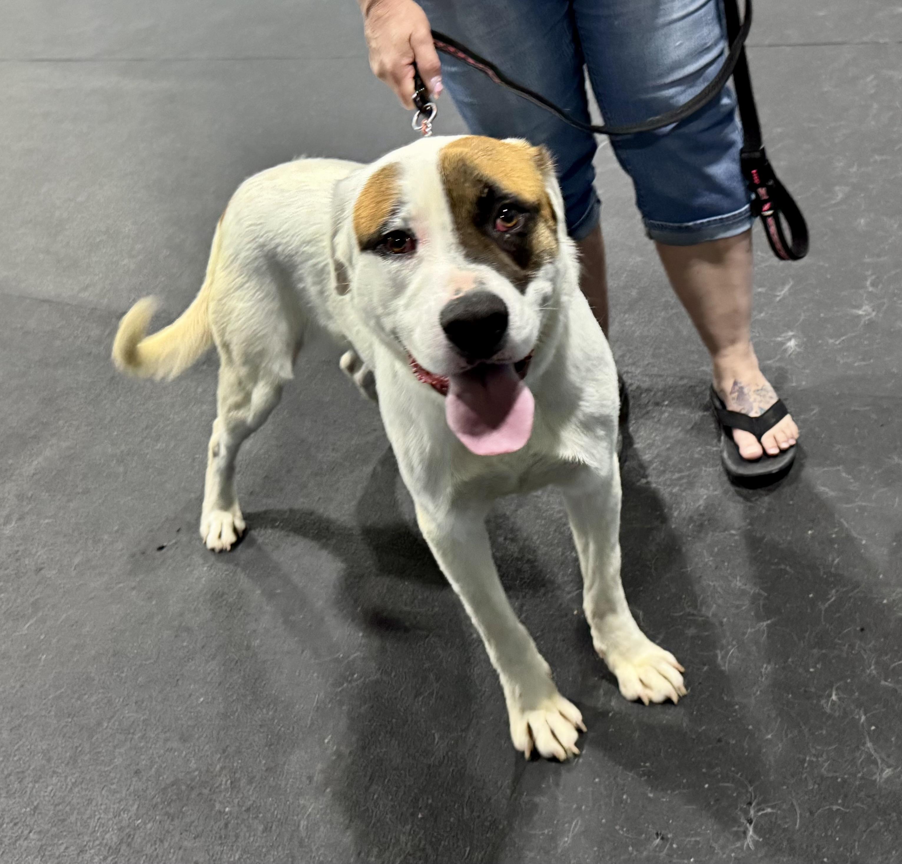 Enlarge Joe, a ADOPTABLE mixed breed in Fulton, NY image 2/6
