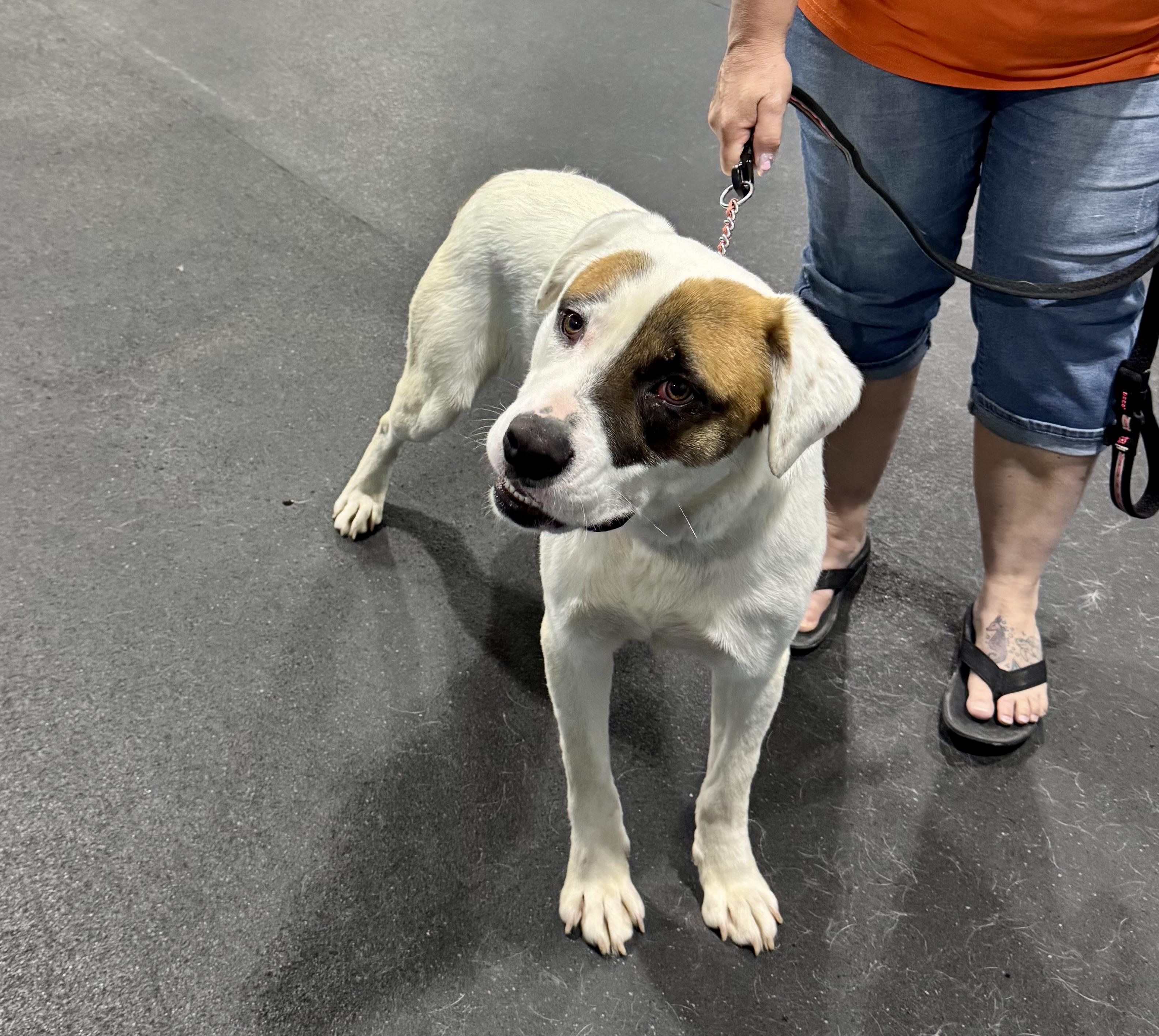 Enlarge Joe, a ADOPTABLE mixed breed in Fulton, NY image 5/6