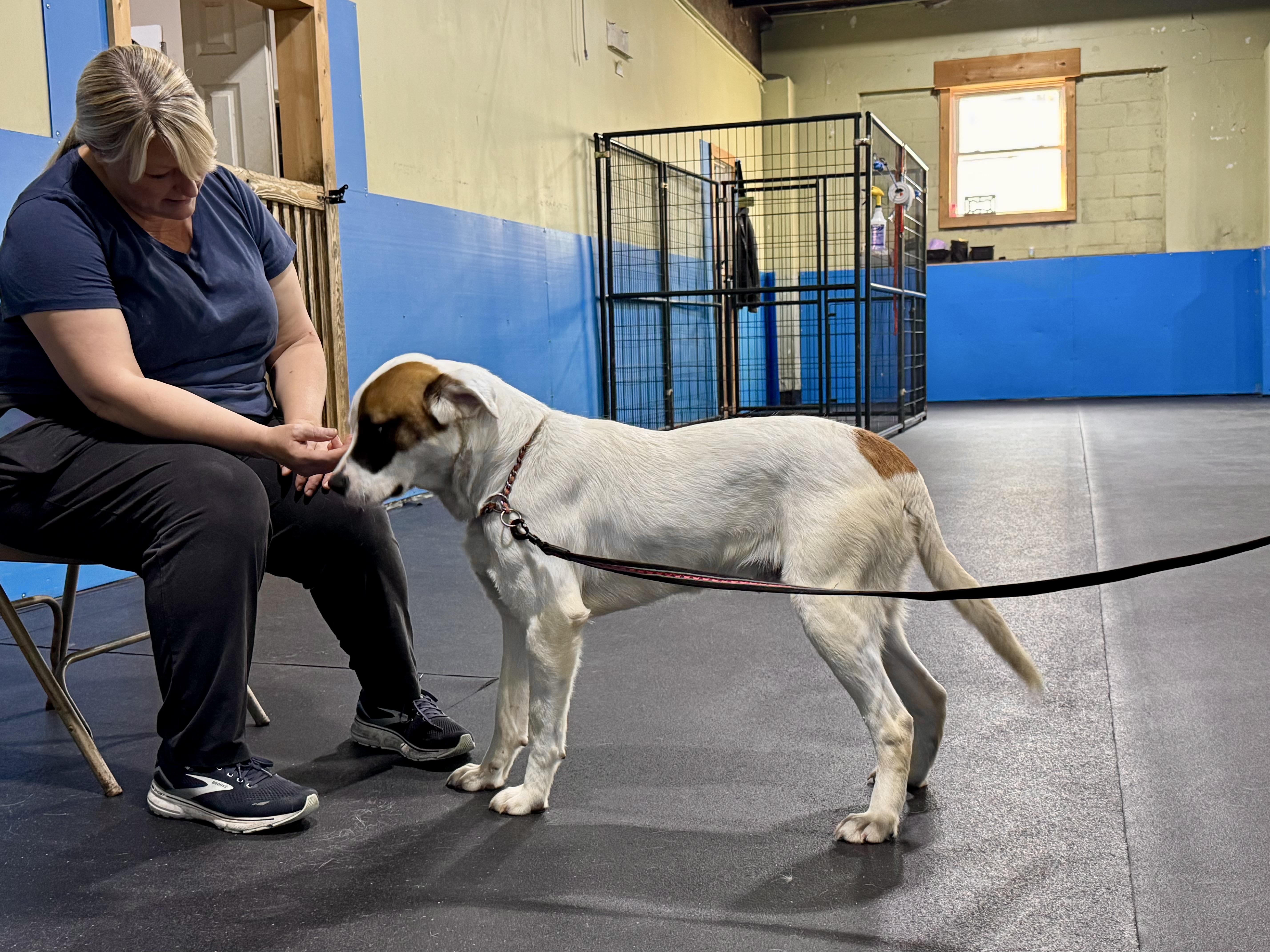 Enlarge Joe, a ADOPTABLE mixed breed in Fulton, NY image 3/6