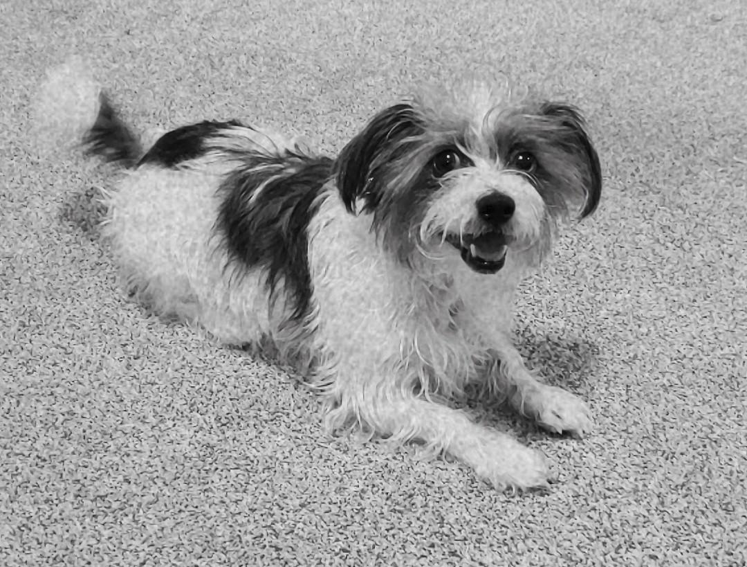 Sparky, ADOPTABLE, Adult Male Maltese & Terrier.