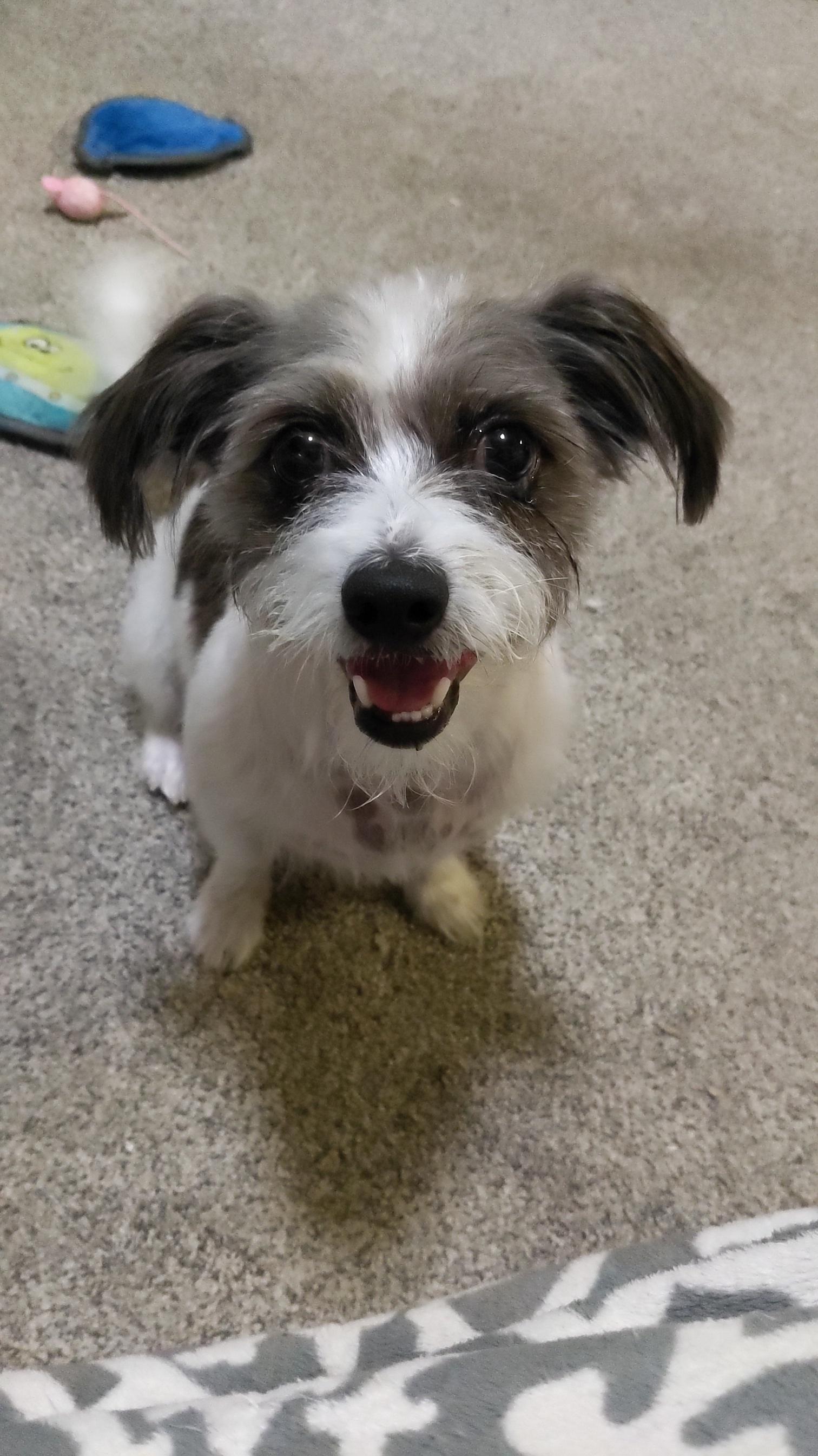Enlarge Sparky, a ADOPTABLE mixed breed in South Bend, IN image 2/6