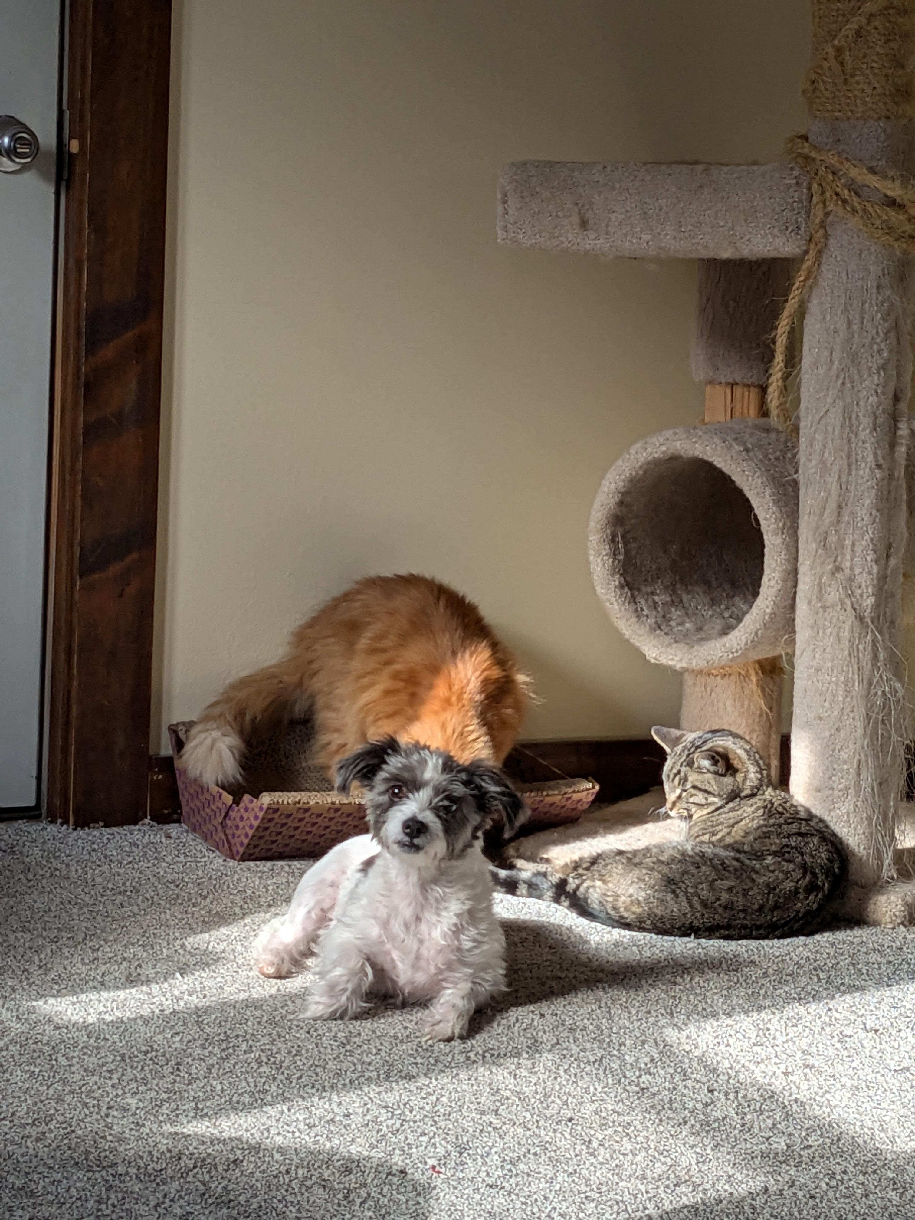 Enlarge Sparky, a ADOPTABLE mixed breed in South Bend, IN image 3/6