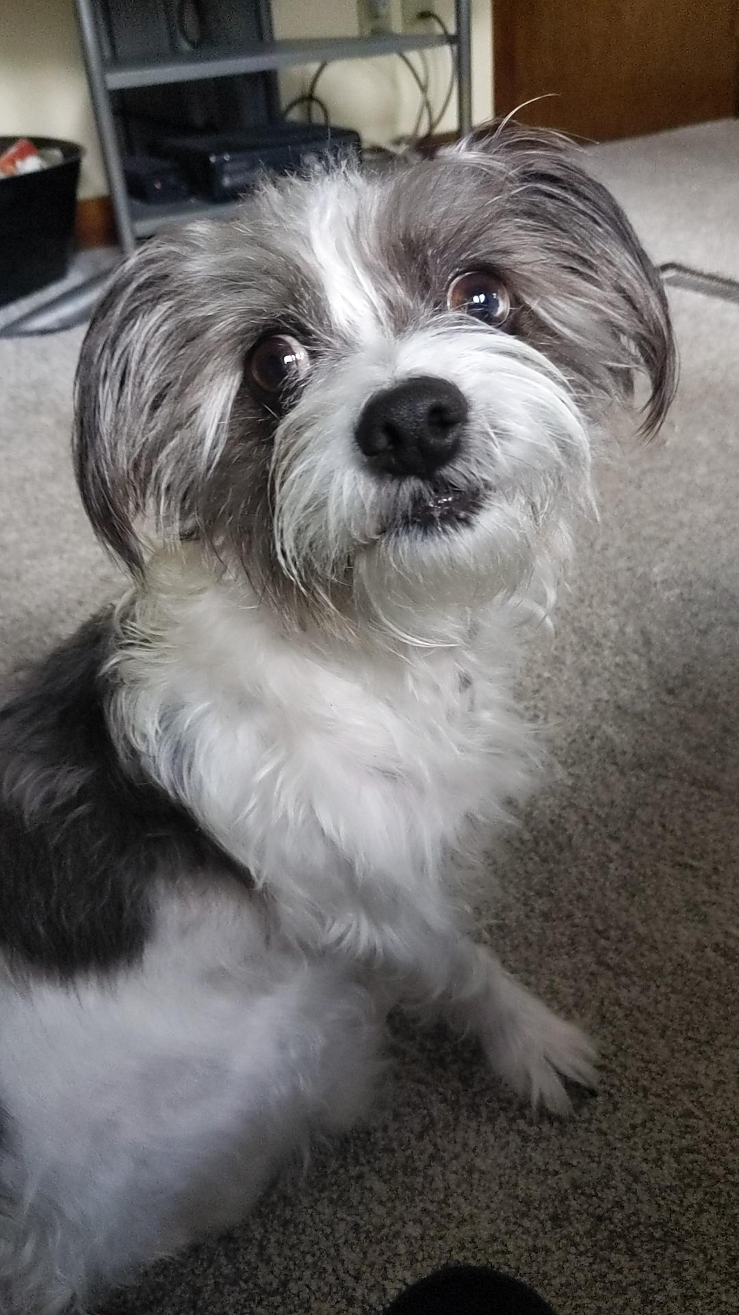 Enlarge Sparky, a ADOPTABLE mixed breed in South Bend, IN image 4/6