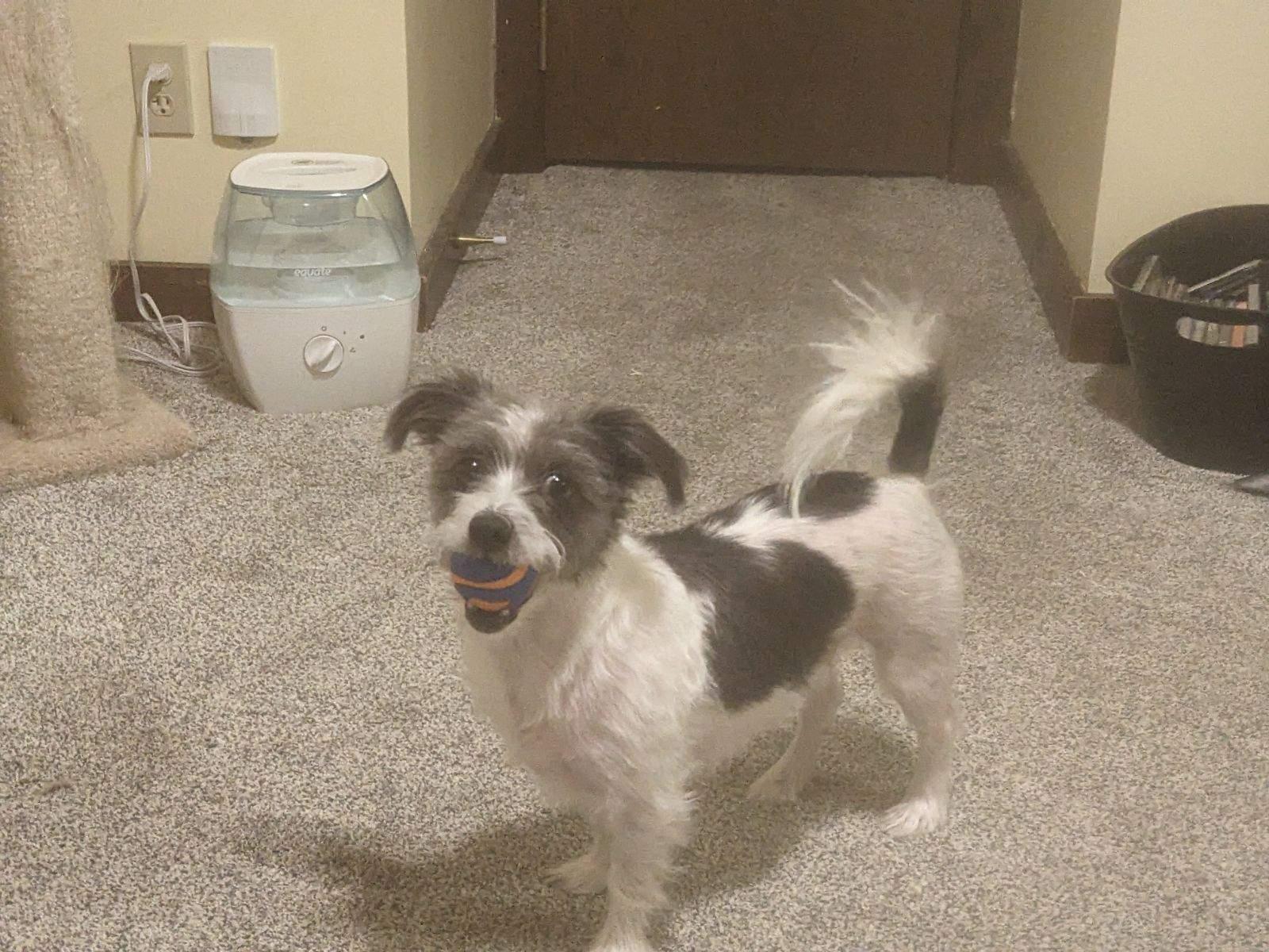 Enlarge Sparky, a ADOPTABLE mixed breed in South Bend, IN image 5/6