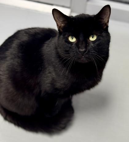 Enlarge Conrad, a Adoptable mixed breed in Gwinn, MI image 1/1