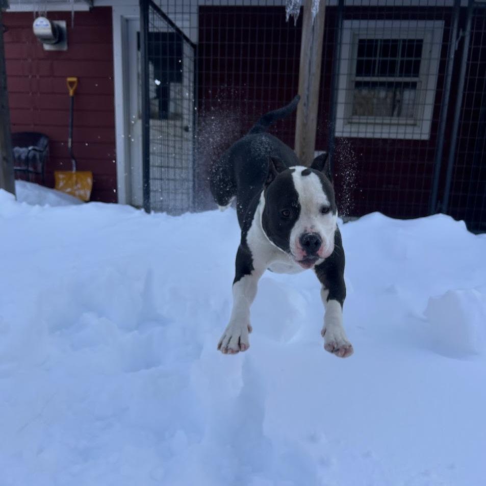 Woodrow, Adoptable, Adult Male Mixed Breed.