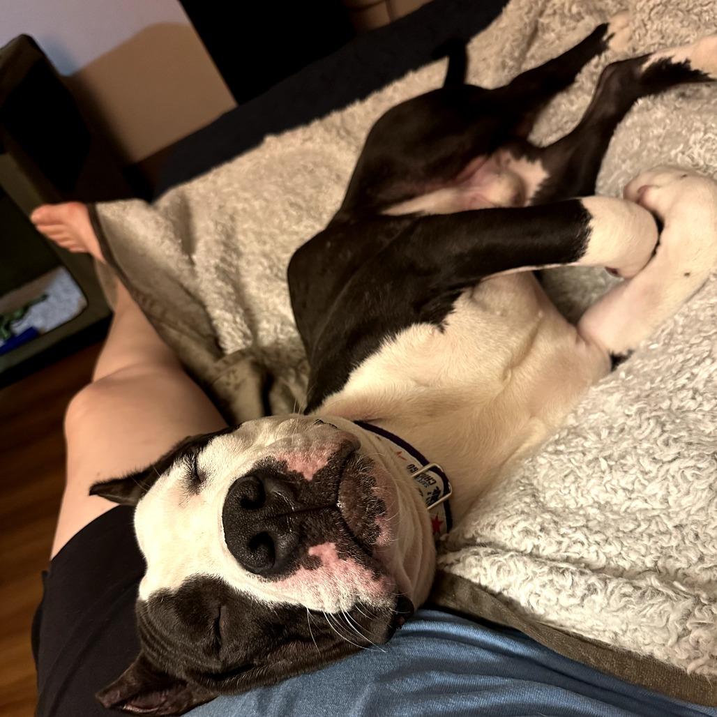 Woodrow, Adoptable, Adult Male Mixed Breed.