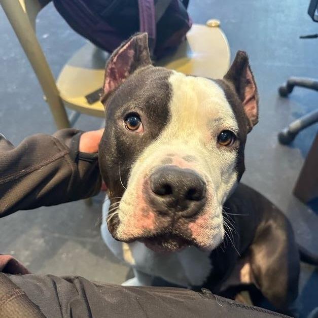 Enlarge Woodrow, a Adoptable Mixed Breed in Bangall, NY image 4/6