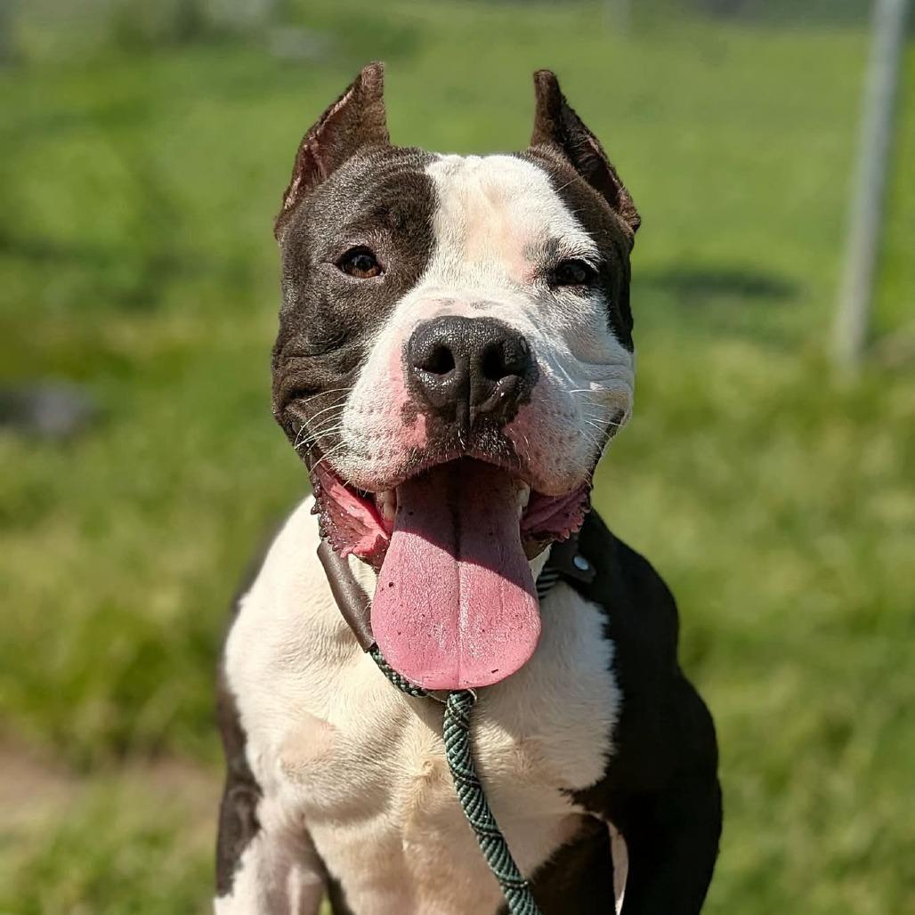 Enlarge Woodrow, a Adoptable Mixed Breed in Bangall, NY image 2/5