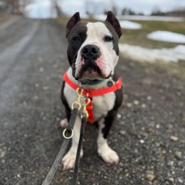 Enlarge Woodrow, a Adoptable Mixed Breed in Bangall, NY image 4/5