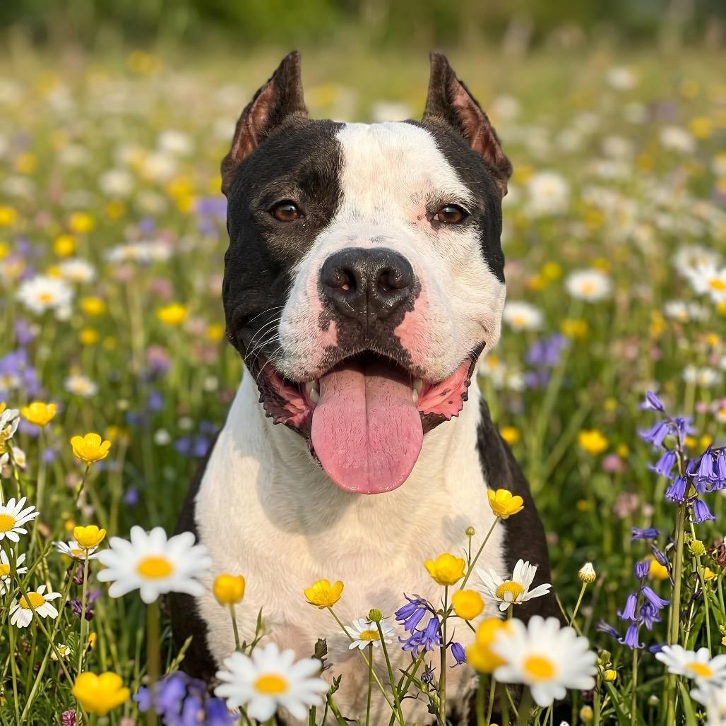 Enlarge Woodrow, a Adoptable Mixed Breed in Bangall, NY image 5/6