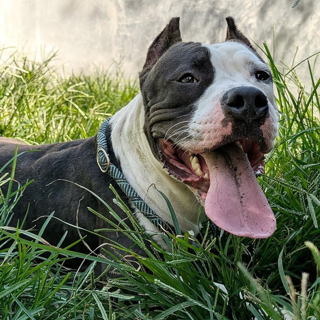 Enlarge Woodrow, a Adoptable Mixed Breed in Bangall, NY image 4/5