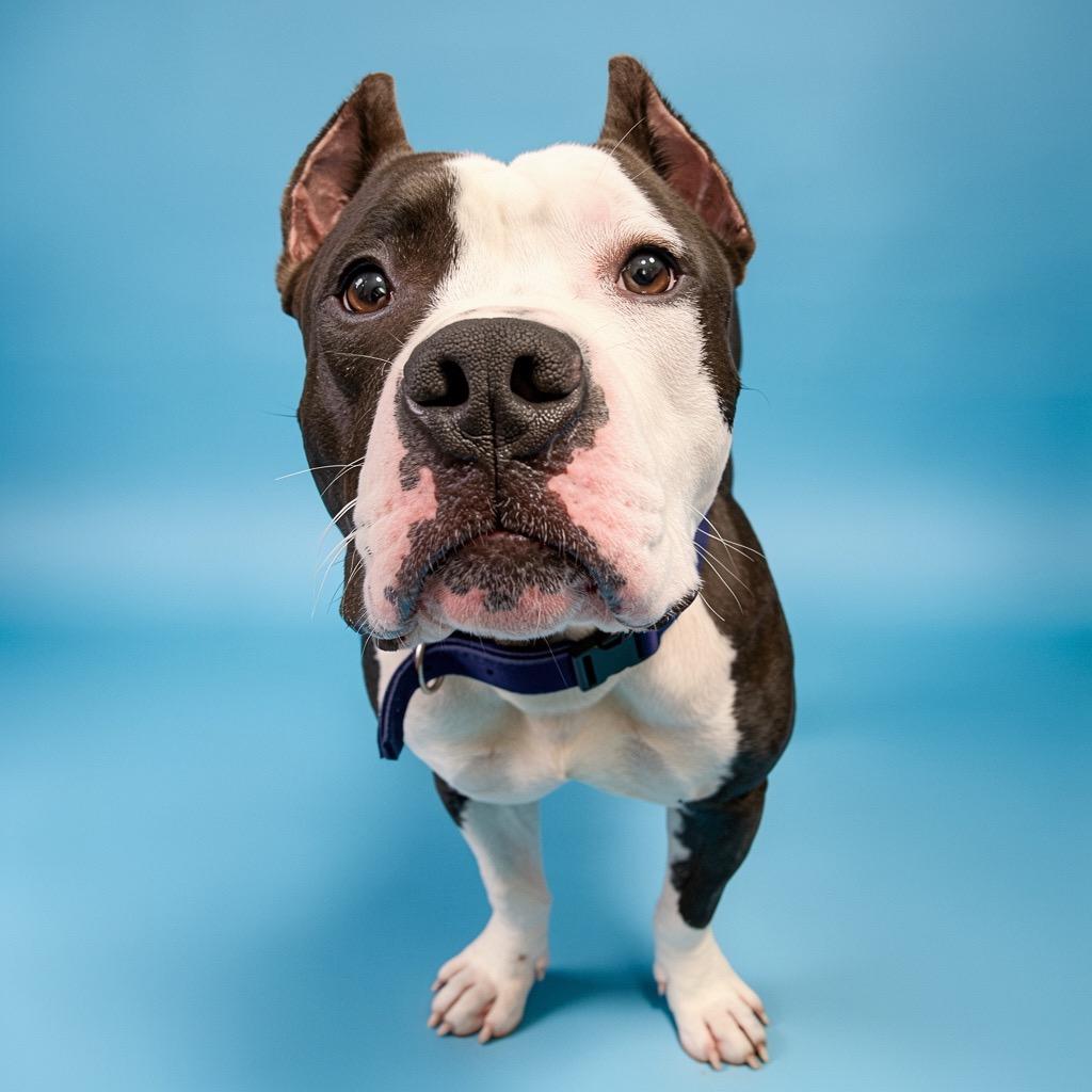 Enlarge Woodrow, a Adoptable Mixed Breed in Bangall, NY image 5/5