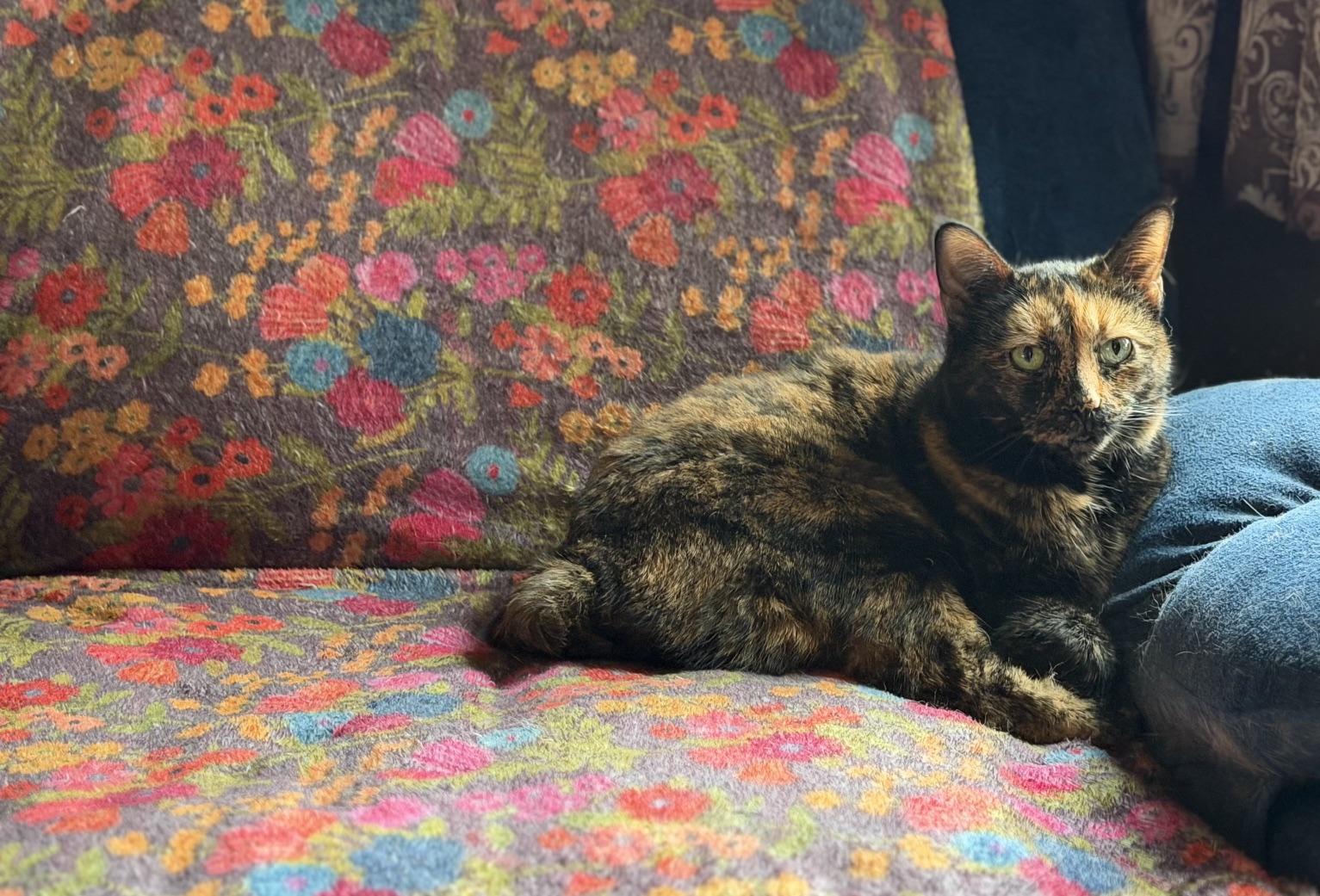 Allie, a ADOPTABLE mixed breed in Plain City, OH image 1/2