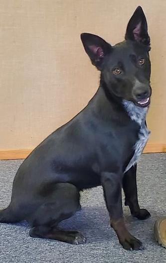 Enlarge Popcorn, a Adopted mixed breed in Bend, OR image 1/4