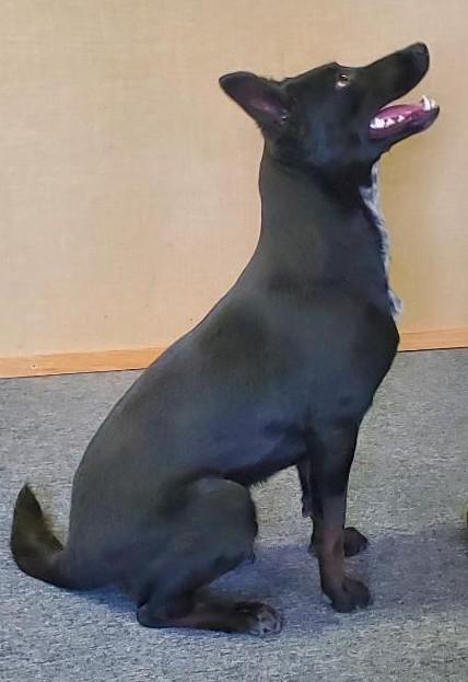 Enlarge Popcorn, a Adopted mixed breed in Bend, OR image 2/4