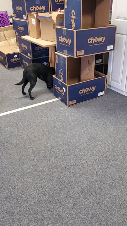 Enlarge Popcorn, a Adopted mixed breed in Bend, OR video 3/4