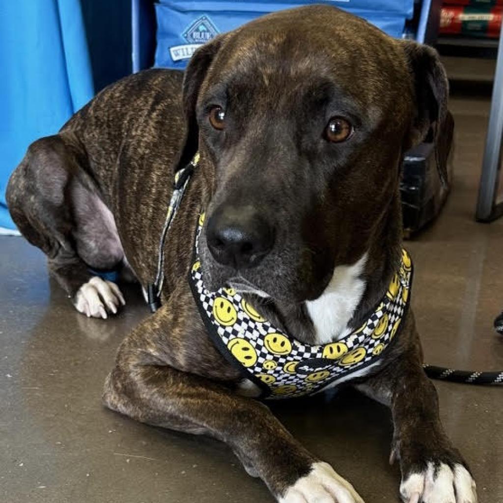 Enlarge Cowboy, a Adoptable mixed breed in Las Vegas, NV image 1/5