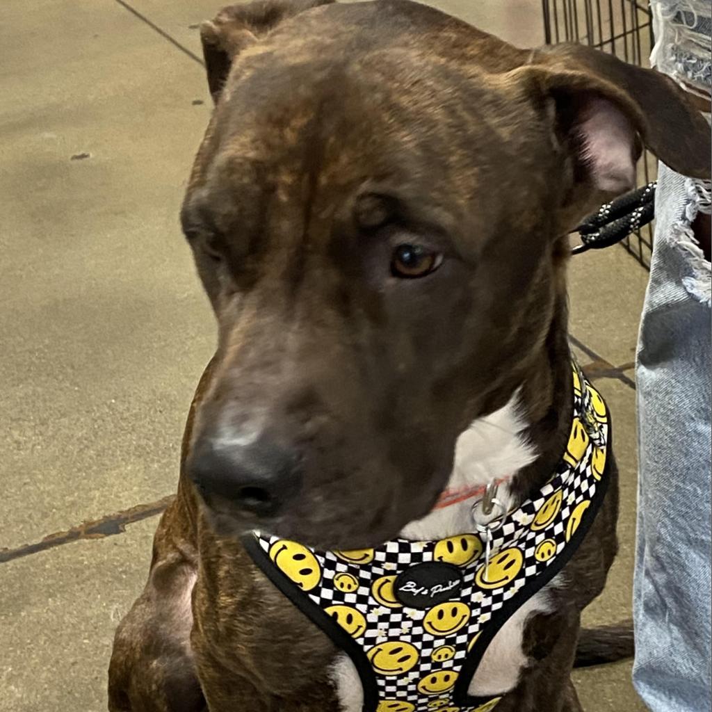 Enlarge Cowboy, a Adoptable mixed breed in Las Vegas, NV image 2/5