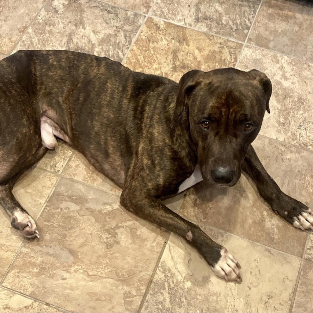 Enlarge Cowboy, a Adoptable mixed breed in Las Vegas, NV image 3/5