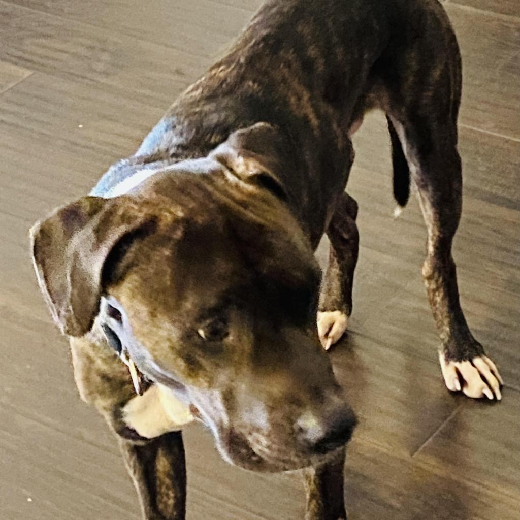 Enlarge Cowboy, a Adoptable mixed breed in Las Vegas, NV image 4/5