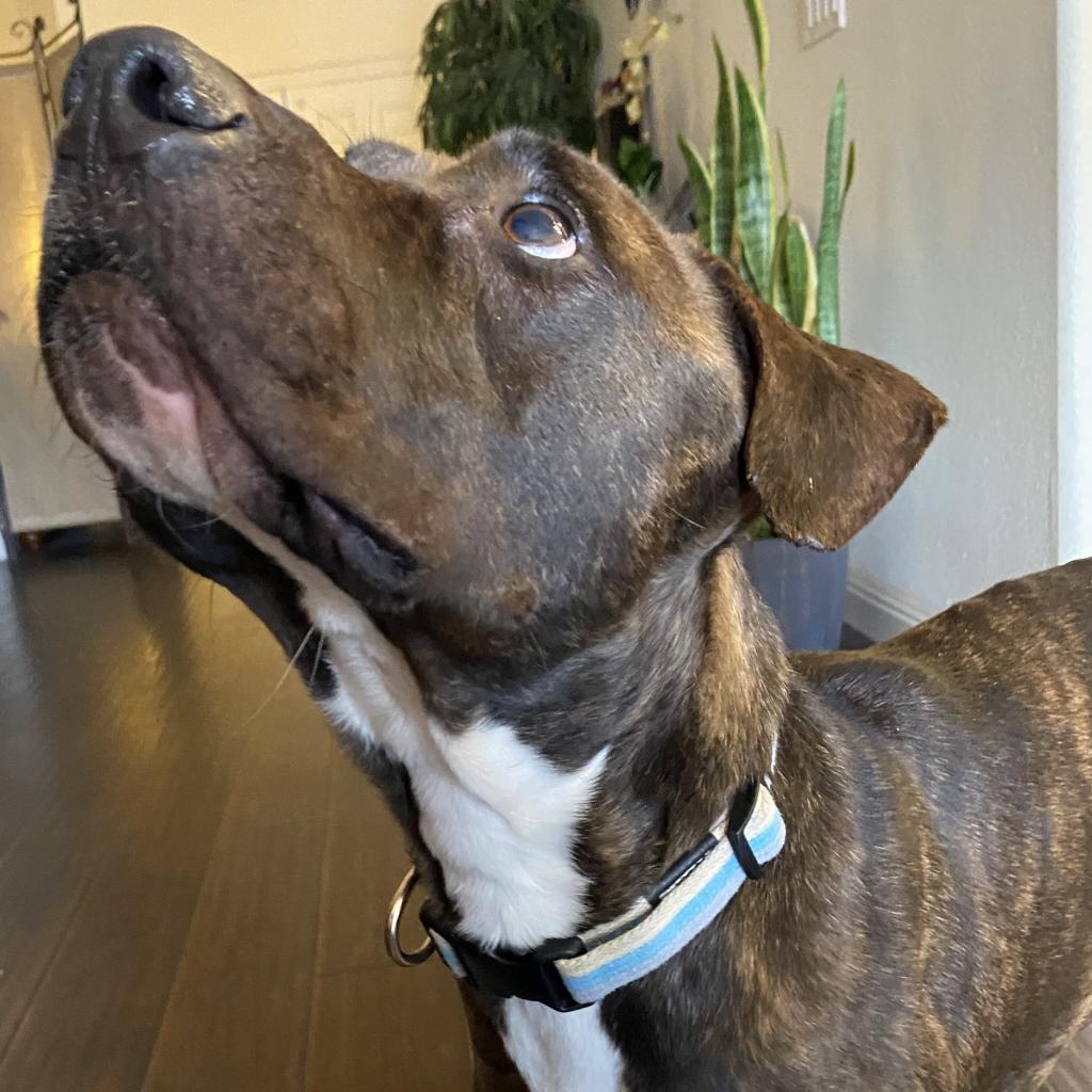 Enlarge Cowboy, a Adoptable mixed breed in Las Vegas, NV image 5/5