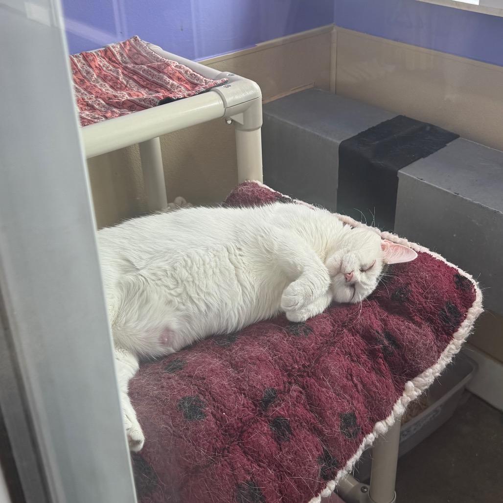 Enlarge Gertrude, a Adoptable Domestic Short Hair in Mankato, MN image 4/4